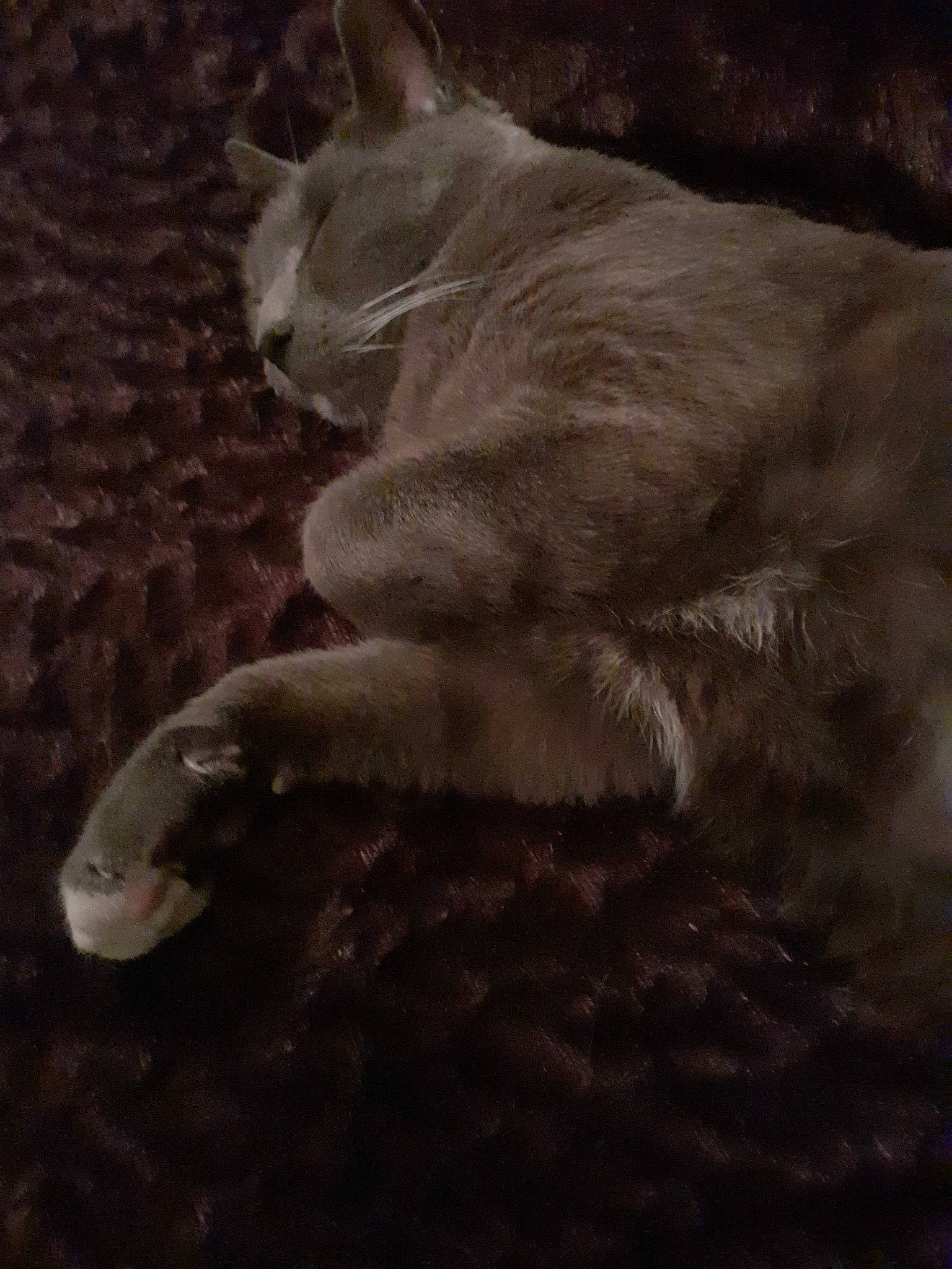 Chatchat a rejoint le concours — aidez-le/la à gagner de superbes lots ! black_and_white, carnivore, cat, claw, darkness, felidae, fur, paw, polydactyl_cat, small_to_medium_sized_cats, snout, tail, whiskers