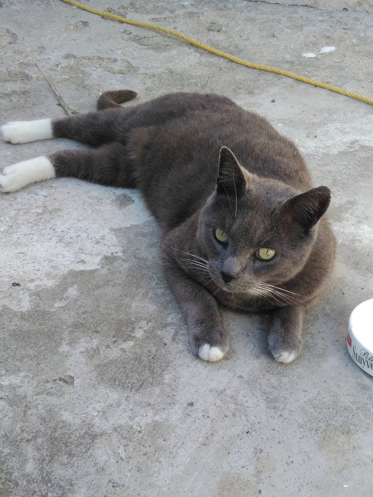 Chatchat participe au concours pour gagner de l'argent avec cette photo : black_cat, british_shorthair, burmese, carnivore, cat, chartreux, domestic_short_haired_cat, european_shorthair, felidae, korat, mammal, polydactyl_cat, russian_blue, small_to_medium_sized_cats, snout, tail, whiskers