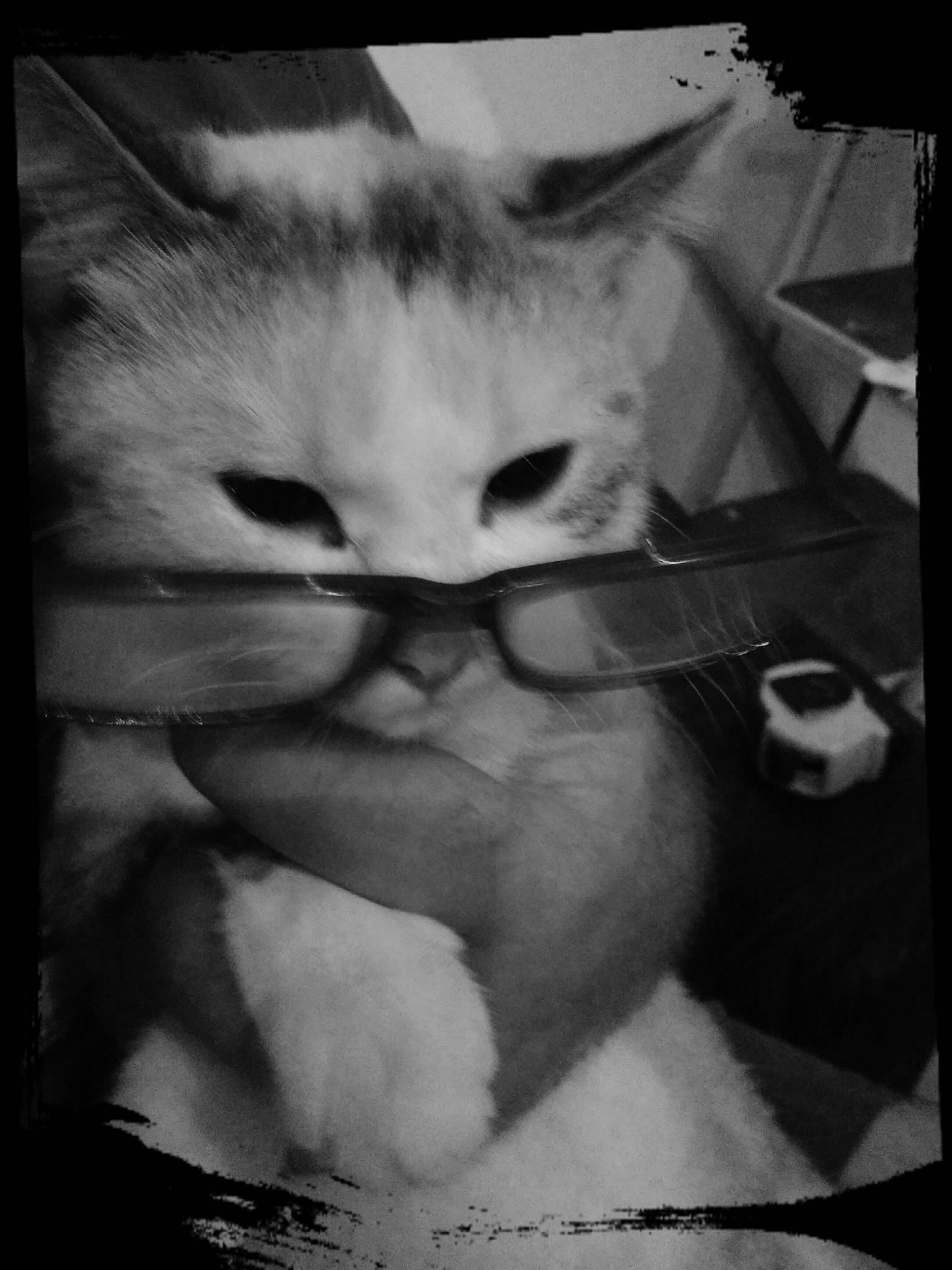 Pegguy participe au concours pour gagner de l'argent avec cette photo : asian, black, black_and_white, carnivore, cat, domestic_short_haired_cat, eye, felidae, kitten, monochrome, monochrome_photography, mouth, nose, photography, small_to_medium_sized_cats, snout, whiskers, white