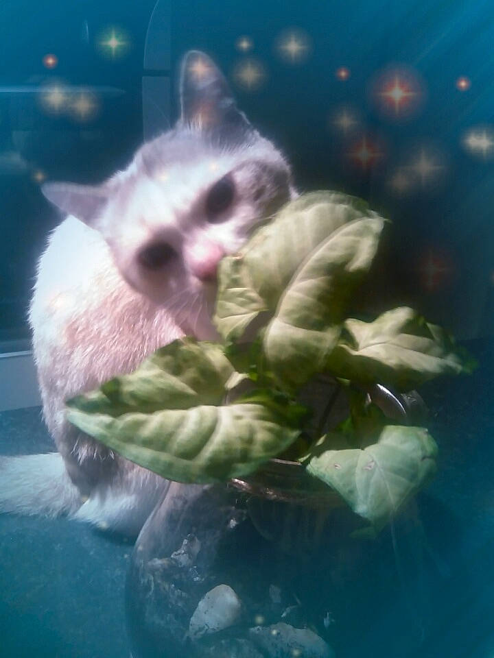 Pegguy a rejoint le concours — aidez-le/la à gagner de superbes lots ! carnivore, cat, cloud, felidae, fictional_character, kitten, organism, plant, sky, small_to_medium_sized_cats, whiskers