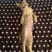 Zeus is registered to the contest to win money with this photo: kitten, cat, pet, lying_down, belly_up, whiskers, ears, paws, striped_fur, tabby, bed, blanket, patterned_blanket, relaxed, sleepy, indoor, hardwood_floor, shoes, wall, nightstand