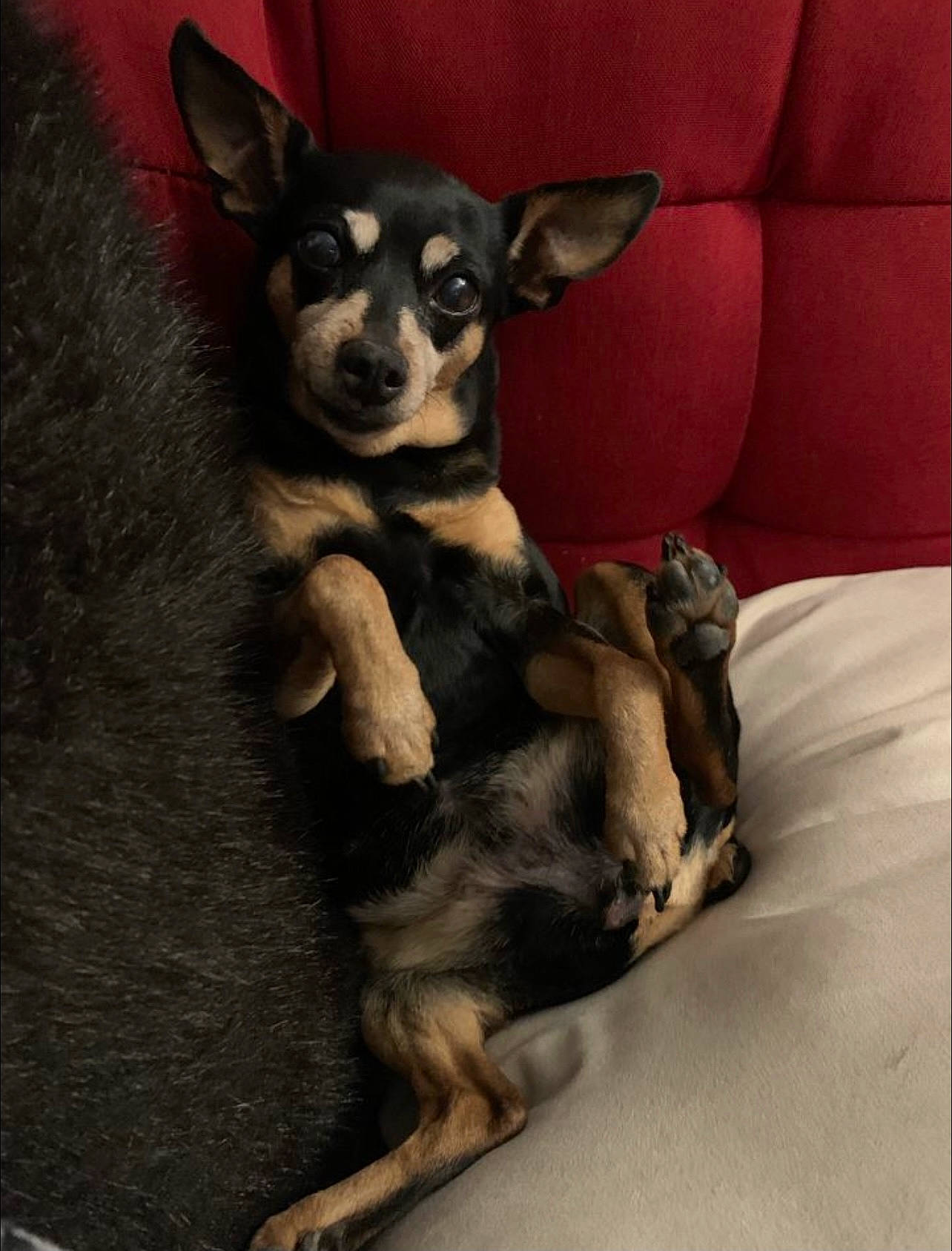 Nene is registered to the contest to win money with this photo: canidae, carnivore, chihuahua, comfort, companion_dog, dog, dog_breed, dog_supply, ear, fawn, fur, grey, paw, russkiy_toy, sitting, snout, sporting_group, toy_dog, whiskers, working_animal