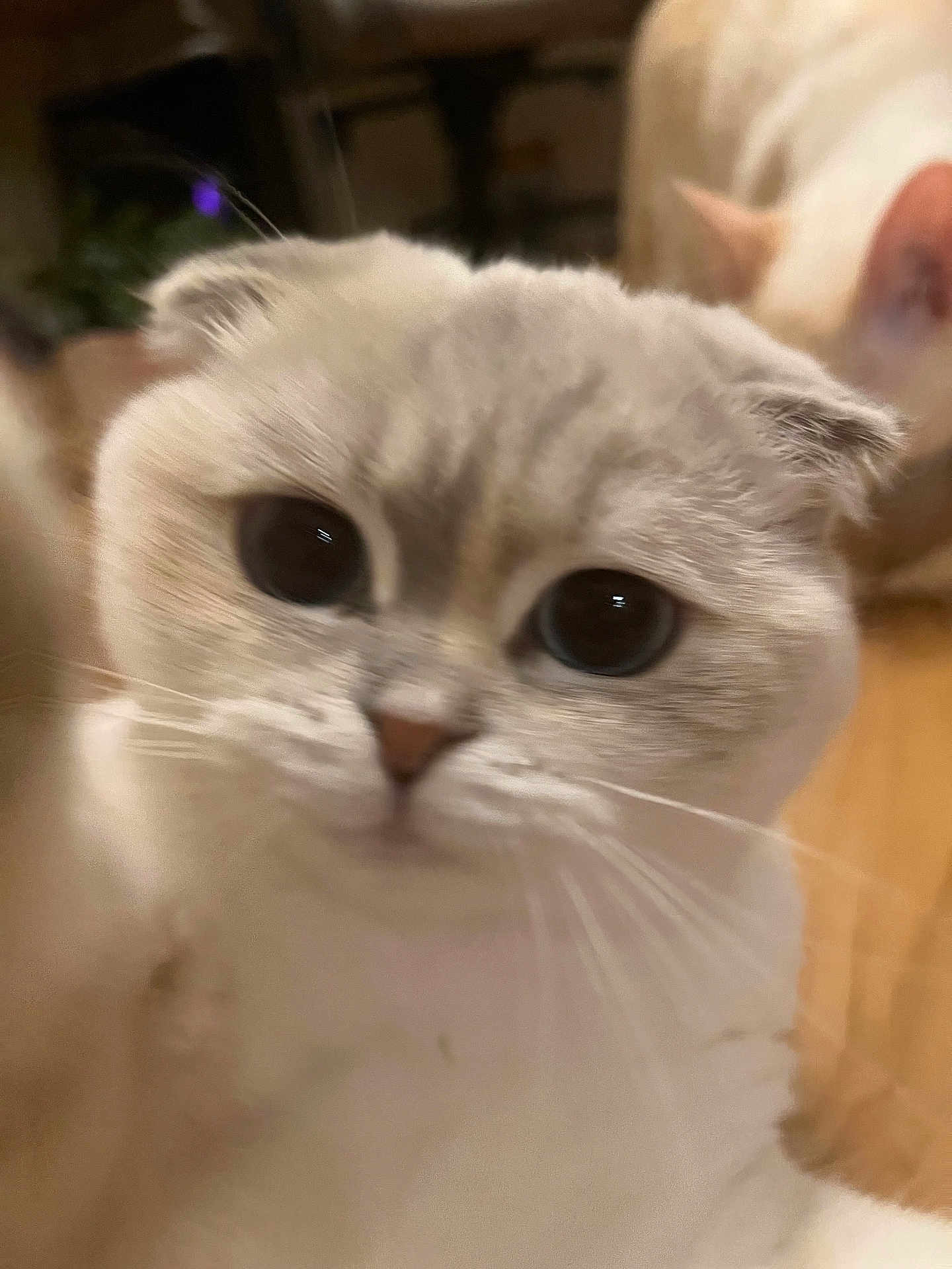 Yumi