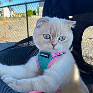 Yumi joined the competition — help win amazing prizes! cat, blue_eyes, white_fur, harness, pink, teal, pet, outdoor, stroller, carrier, fence, sky, curious, closeup, animal, whiskers, daylight, cute, fluffy, portrait