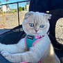 cat, blue_eyes, white_fur, harness, pink, teal, pet, outdoor, stroller, carrier, fence, sky, curious, closeup, animal, whiskers, daylight, cute, fluffy, portrait