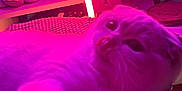 Yumi is registered to the contest to win money with this photo: cat, pet, indoor, purple_light, pink_light, tongue_out, paw, computer_screen, plush_toy, knitted_blanket, cozy, furniture, close_up, playful, curious, lighting, technology, room, animal, domestic