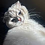 Yumi is registered to the contest to win money with this photo: cat, white_fur, fluffy, pet, animal, whiskers, close_up, portrait, indoor, sunlight, shadow, cute, feline, relaxed, soft, domestic_cat, face, nose, ears, eyes