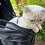 cat, white_cat, folded_ears, pet, stroller, black_stroller, outdoor, greenery, pink_flowers, curious, animal, fur, close_up, nature, garden, daylight, cute, small_animal, pets_accessory, leisure