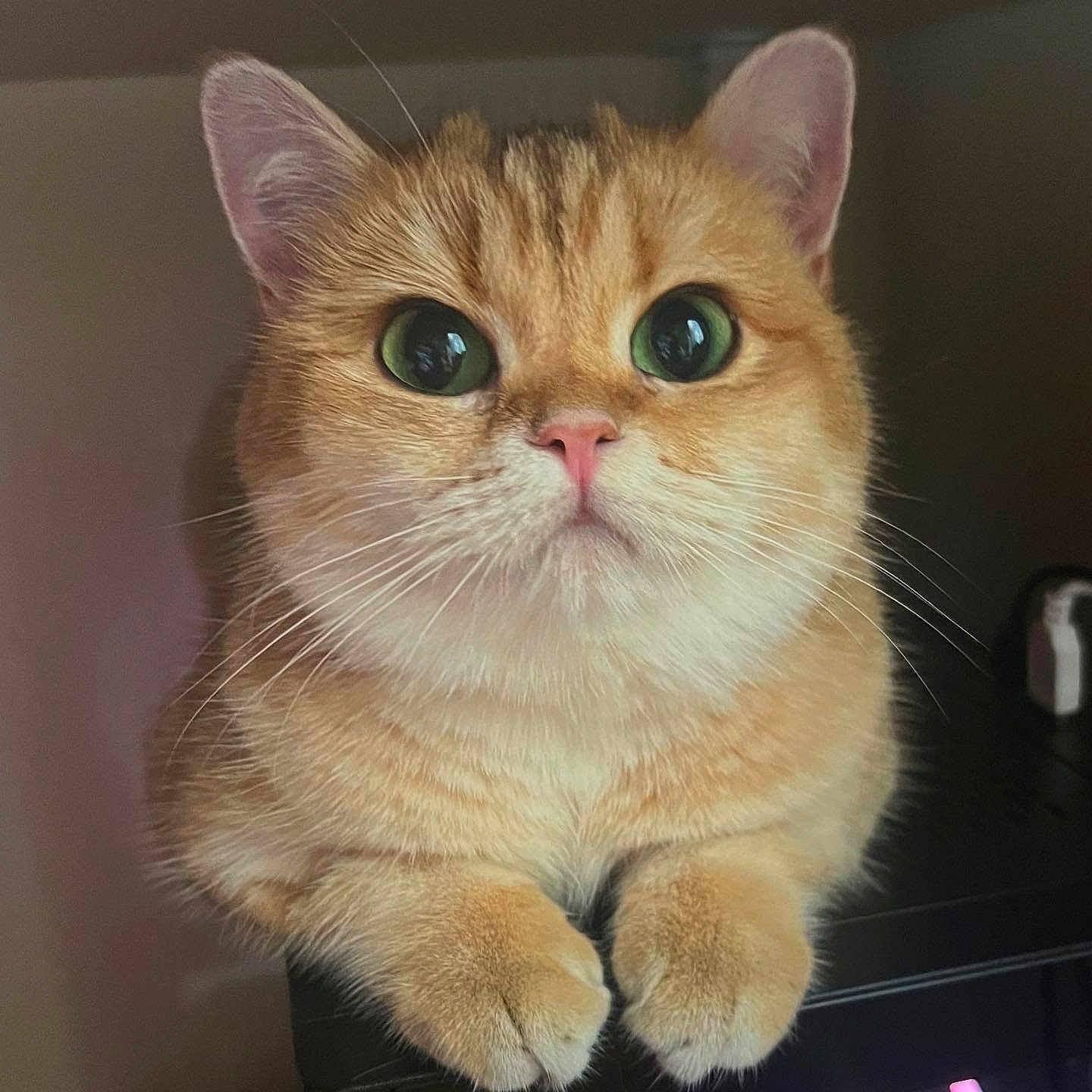 Jello joined the competition — help win amazing prizes! alert, animal, cat, closeup, curious, cute, cute_pet, domestic_cat, feline, fluffy, furry, green_eyes, indoor, orange_cat, paws, pet, portrait, small_animal, soft_fur, whiskers