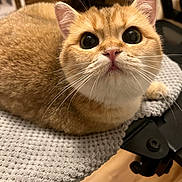 Jello is registered to the contest to win money with this photo: cat, ginger_cat, close_up, pet, animal, whiskers, feline, cute, indoor, chair, blanket, fur, curious, looking_up, domestic_animal, soft_texture, cozy, home, mammal, orange