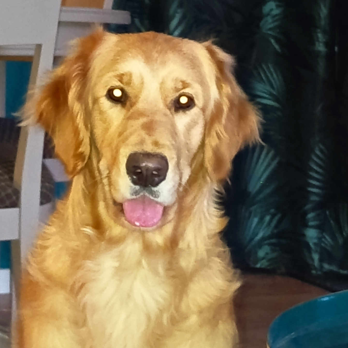 Vaya a rejoint le concours — aidez-le/la à gagner de superbes lots ! dog, golden_retriever, pet, animal, portrait, sitting, fluffy, golden_fur, long_hair, tongue_out, happy, friendly, open_mouth, brown_nose, shiny_eyes, indoors, chair, cushion, dark_background, photography