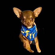Napoleon is registered to the contest to win money with this photo: animal, bandana, black_background, blue_bandana, brown_dog, chihuahua, companion, cute, dog, domestic_animal, ears, face, fur, isolated, looking, pet, portrait, sitting, small_dog, young_dog
