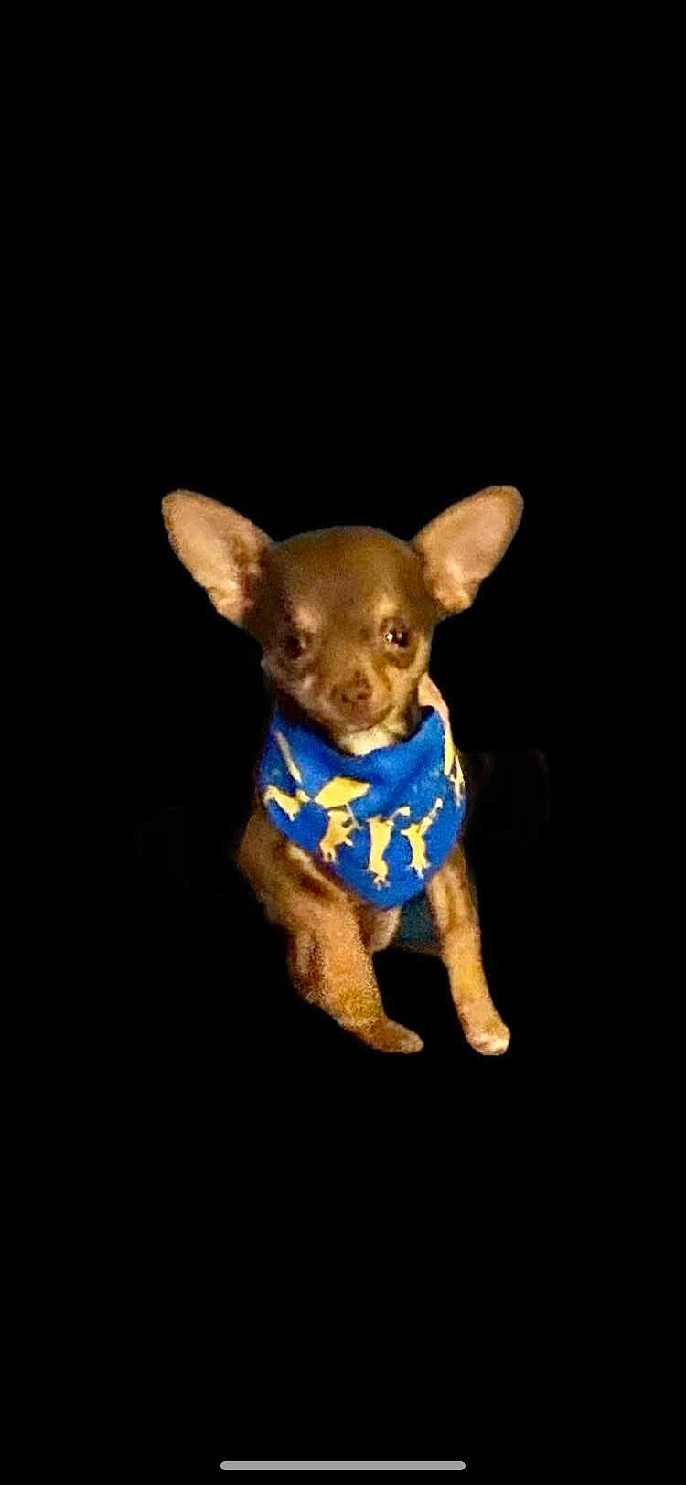 Napoleon is registered to the contest to win money with this photo: animal, bandana, black_background, blue_bandana, brown_dog, chihuahua, companion, cute, dog, domestic_animal, ears, face, fur, isolated, looking, pet, portrait, sitting, small_dog, young_dog