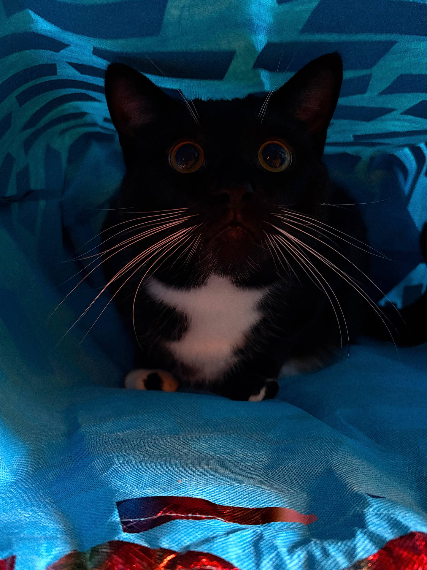 Giovanni is registered to the contest to win money with this photo: animal, black_and_white, blue_bag, cat, close_up, curious, cute, dark, domestic_cat, fabric, feline, indoor, pattern, pet, portrait, shadow, soft_light, texture, whiskers, wide_eyes