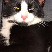 Salazar is registered to the contest to win money with this photo: animal, black_and_white, cat, close_up, cute, domestic_cat, ears, face, feline, fur, indoor, muzzle, pet, pink_nose, portrait, relaxed, resting, whiskers, yellow_eyes