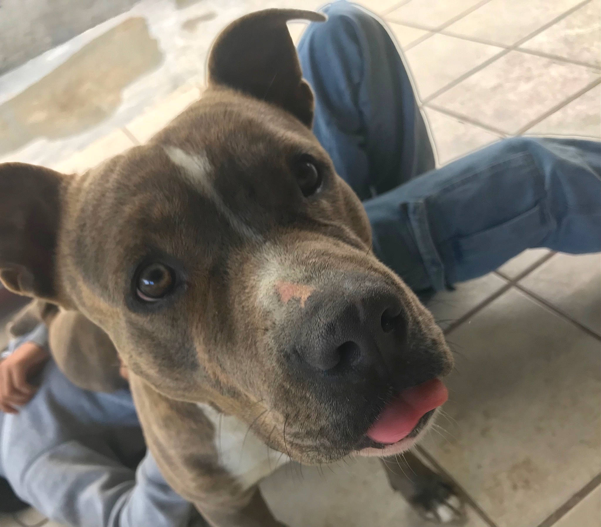 Childish Gambino joined the competition — help win amazing prizes! carnivore, collar, companion_dog, denim, dog, dog_breed, dog_collar, fawn, foot, fur, guard_dog, human_leg, hunting_dog, liver, non_sporting_group, pit_bull, selfie, whiskers, working_animal, working_dog