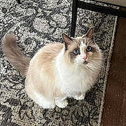 Emmie is registered to the contest to win money with this photo: cat, fluffy, blue_eyes, indoor, pet, animal, curious, sitting, furniture, rug, patterned_rug, domestic_cat, whiskers, cute, feline, soft_fur, looking_up, tail, ear, floor