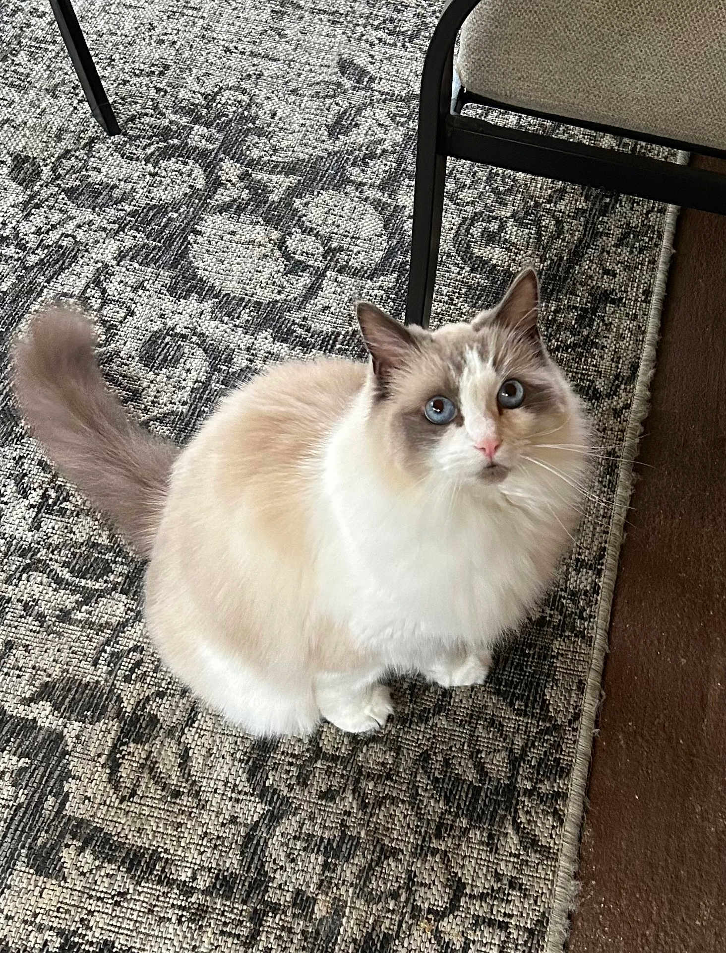 Emmie is registered to the contest to win money with this photo: cat, fluffy, blue_eyes, indoor, pet, animal, curious, sitting, furniture, rug, patterned_rug, domestic_cat, whiskers, cute, feline, soft_fur, looking_up, tail, ear, floor