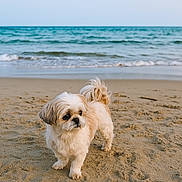 Mirko a rejoint le concours — aidez-le/la à gagner de superbes lots ! animal, beach, calm, canine, cute, daylight, dog, fluffy, nature, ocean, outdoor, pet, sand, sea, sky, small_dog, vacation, walking, water, waves