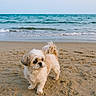 animal, beach, calm, canine, cute, daylight, dog, fluffy, nature, ocean, outdoor, pet, sand, sea, sky, small_dog, vacation, walking, water, waves