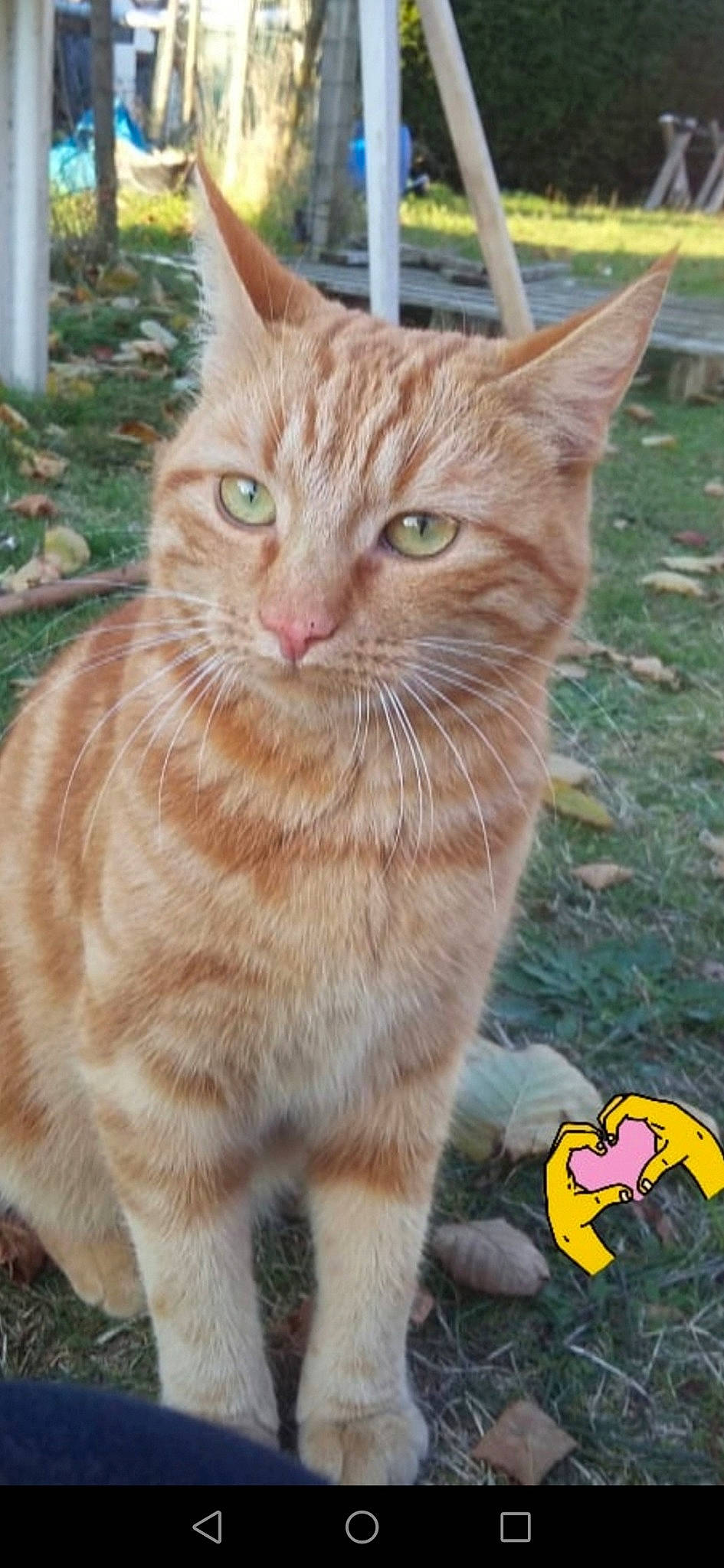 Rambo a rejoint le concours — aidez-le/la à gagner de superbes lots ! carnivore, cat, claw, domestic_short_haired_cat, fawn, felidae, fur, grass, paw, small_to_medium_sized_cats, snout, tail, terrestrial_animal, whiskers, wildlife