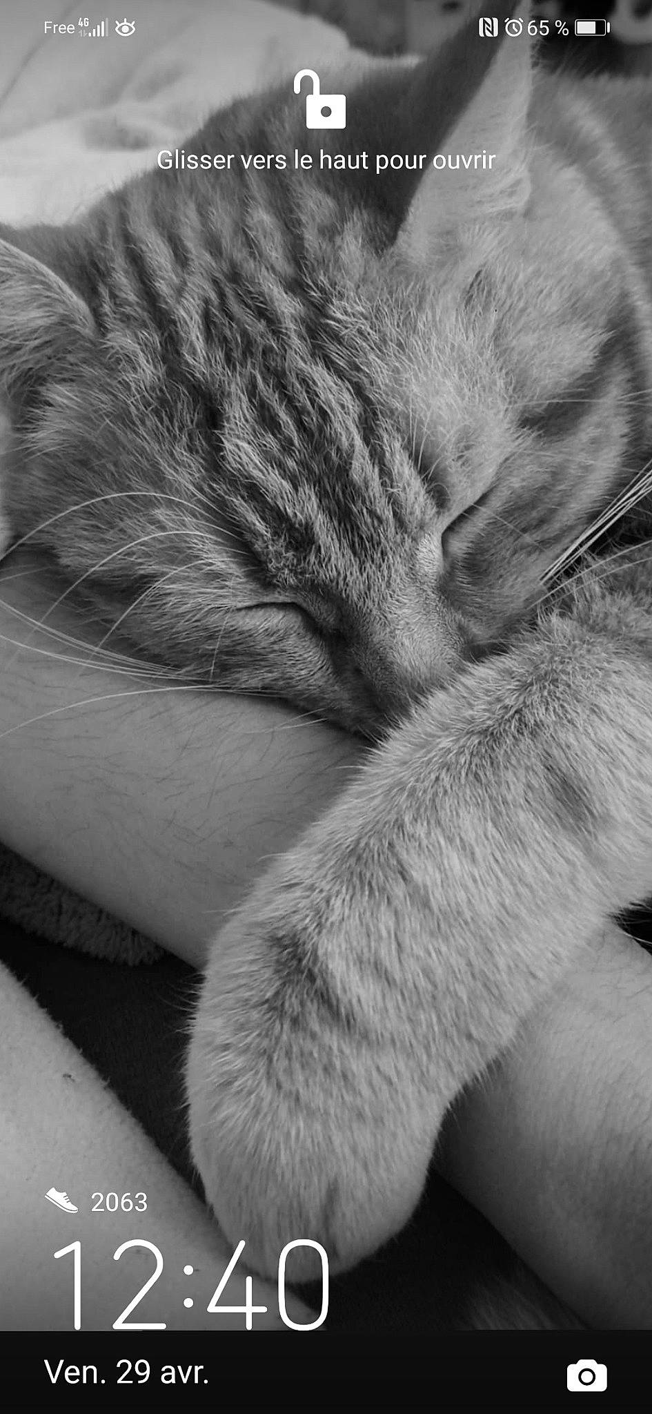 Rambo a rejoint le concours — aidez-le/la à gagner de superbes lots ! carnivore, cat, claw, close_up, comfort, domestic_short_haired_cat, felidae, fur, gesture, grey, head, leg, monochrome, monochrome_photography, paw, small_to_medium_sized_cats, snout, tail, whiskers, wildlife