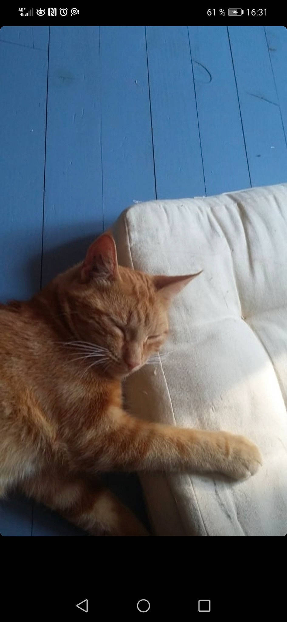 Rambo participe au concours pour gagner de l'argent avec cette photo : carnivore, cat, claw, comfort, domestic_short_haired_cat, fawn, felidae, flooring, fur, human_leg, linens, liver, paw, small_to_medium_sized_cats, snout, tail, textile, whiskers, window, wood