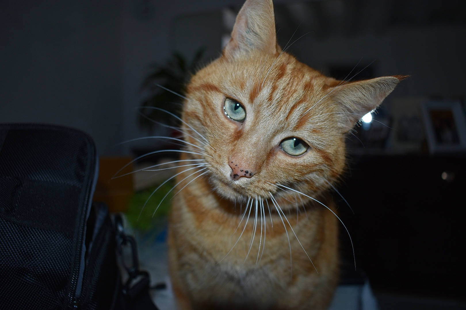 Rambo a rejoint le concours — aidez-le/la à gagner de superbes lots ! bag, carnivore, cat, chair, claw, domestic_short_haired_cat, ear, eye, fawn, felidae, fur, hair, head, small_to_medium_sized_cats, snout, tail, terrestrial_animal, whiskers, wildlife, window