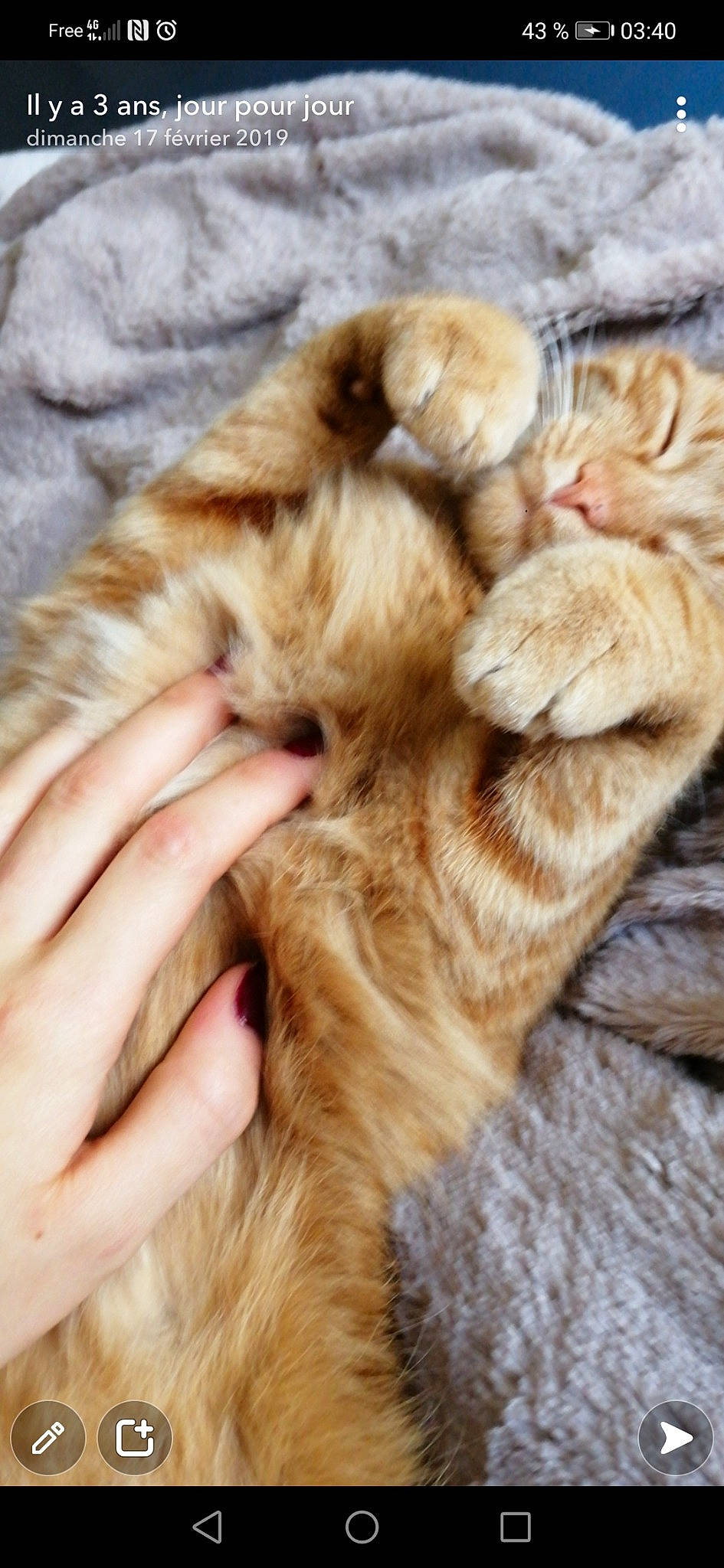 Rambo a rejoint le concours — aidez-le/la à gagner de superbes lots ! carnivore, cat, claw, close_up, domestic_short_haired_cat, ear, eye, fawn, felidae, finger, fur, gesture, hand, nail, paw, small_to_medium_sized_cats, snout, tail, terrestrial_animal, whiskers