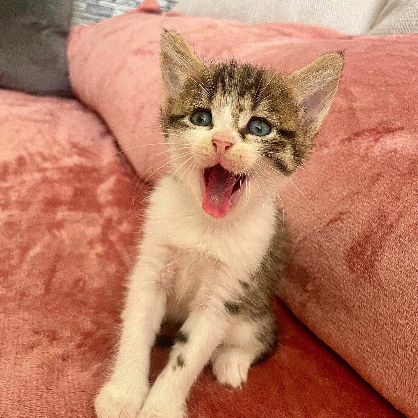 Weefy participe au concours pour gagner de l'argent avec cette photo : abyssinian, animal, blanket, bodypart, canine, cat, couch, cushion, dog, face, furniture, head, homedecor, kitten, manx, mouth, person, pet, puppy, tongue
