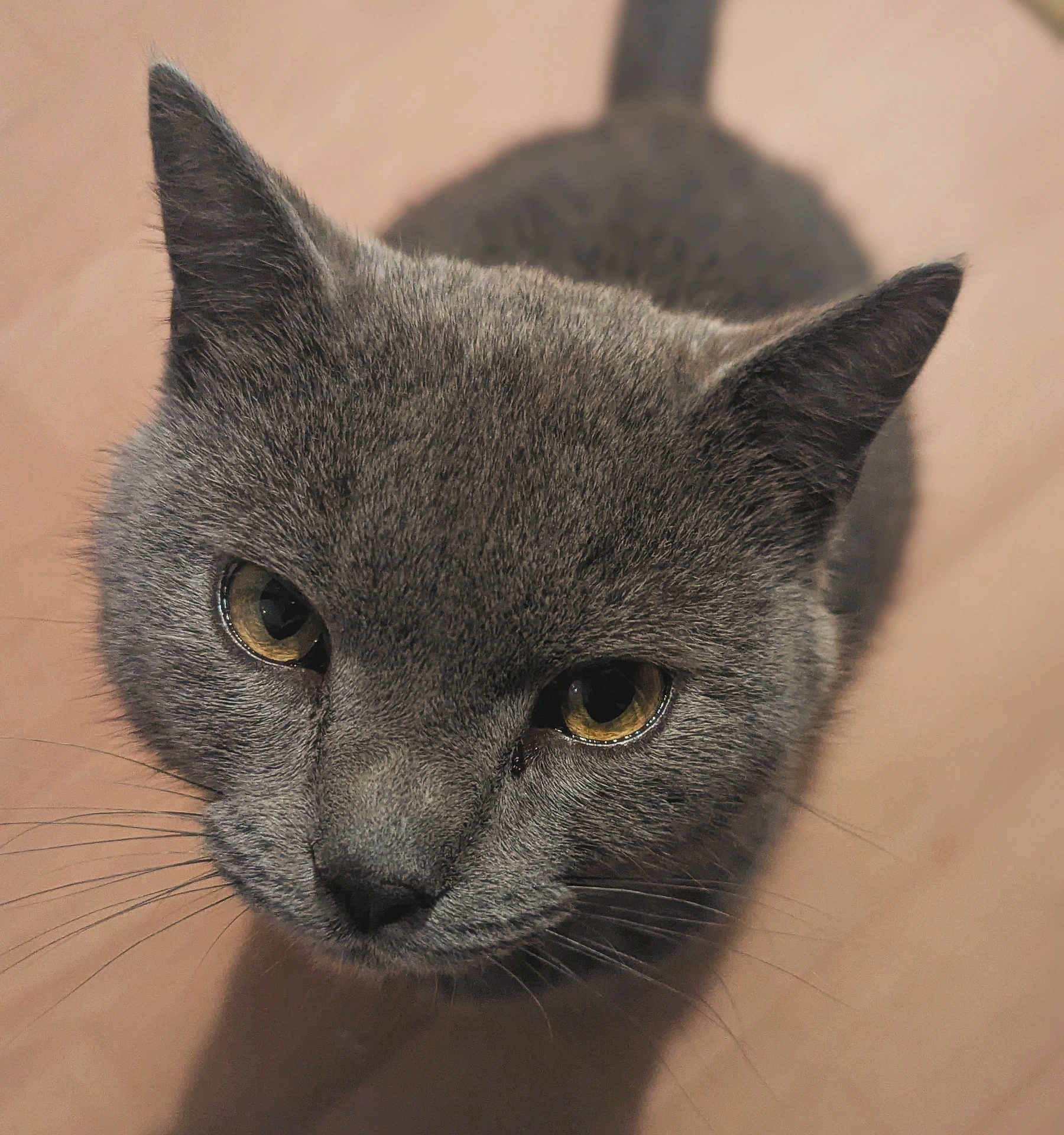 Church is registered to the contest to win money with this photo: cat, gray_cat, close_up, golden_eyes, whiskers, fur, pet, animal, curious, looking_up, indoor, wooden_floor, mammal, cute, domestic_cat, feline, portrait, soft_fur, face