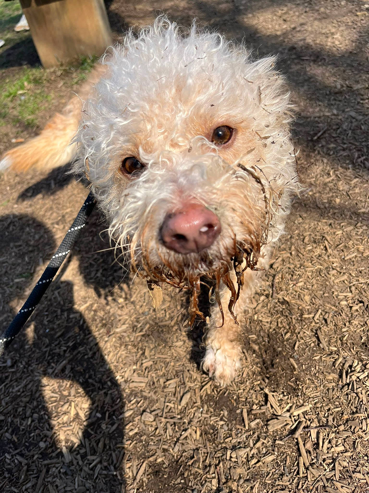 Ziggy joined the competition — help win amazing prizes! canidae, carnivore, companion_dog, dog, dog_breed, fur, grass, labradoodle, non_sporting_group, poodle, poodle_crossbreed, small_terrier, snout, soil, sporting_group, terrestrial_animal, terrier, toy_dog, water_dog, working_animal