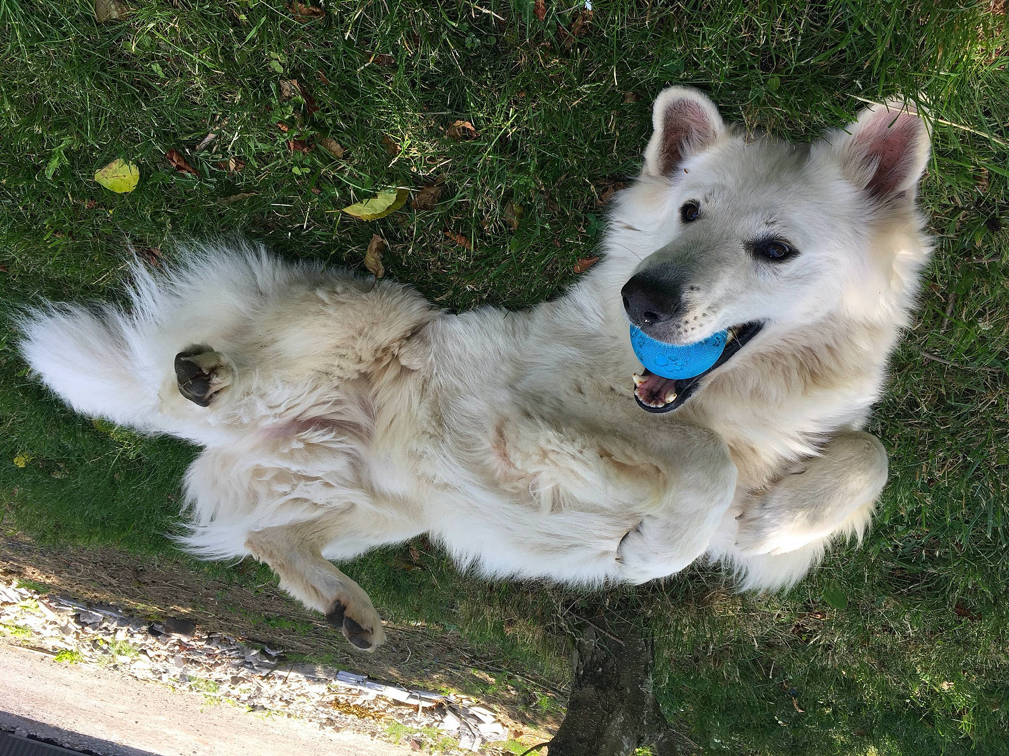 Ioda participe au concours pour gagner de l'argent avec cette photo : american_eskimo_dog, berger_blanc_suisse, canidae, carnivore, dog, dog_breed, german_spitz, german_spitz_mittel, indian_spitz, japanese_spitz, mammal, non_sporting_group, norwegian_buhund, samoyed, vertebrate, volpino_italiano, white_shepherd