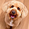animal, apricot_color, canine, close_up, companion, curly_fur, cute, dog, friendly, fur, happy, indoor, looking_up, mammal, pet, poodle, portrait, sitting, smiling, wooden_floor