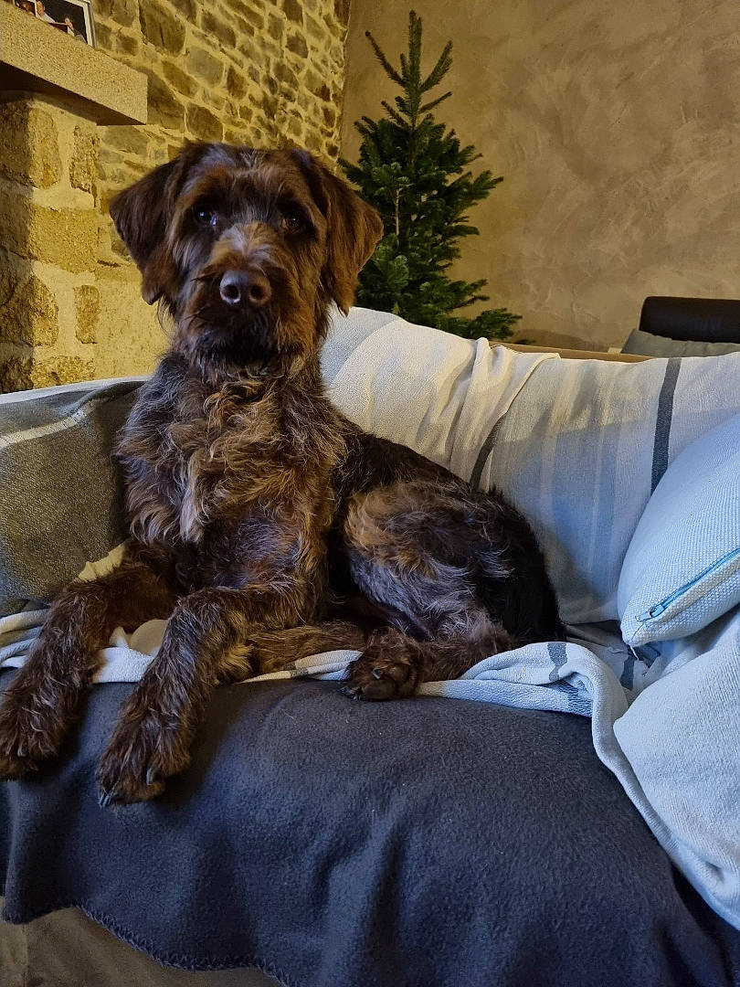 Taico a rejoint le concours — aidez-le/la à gagner de superbes lots ! canidae, carnivore, comfort, companion_dog, dog, dog_breed, fawn, fur, houseplant, linens, liver, plant, snout, sporting_group, tail, treeing_tennessee_brindle, wood, working_animal, working_dog, working_terrier