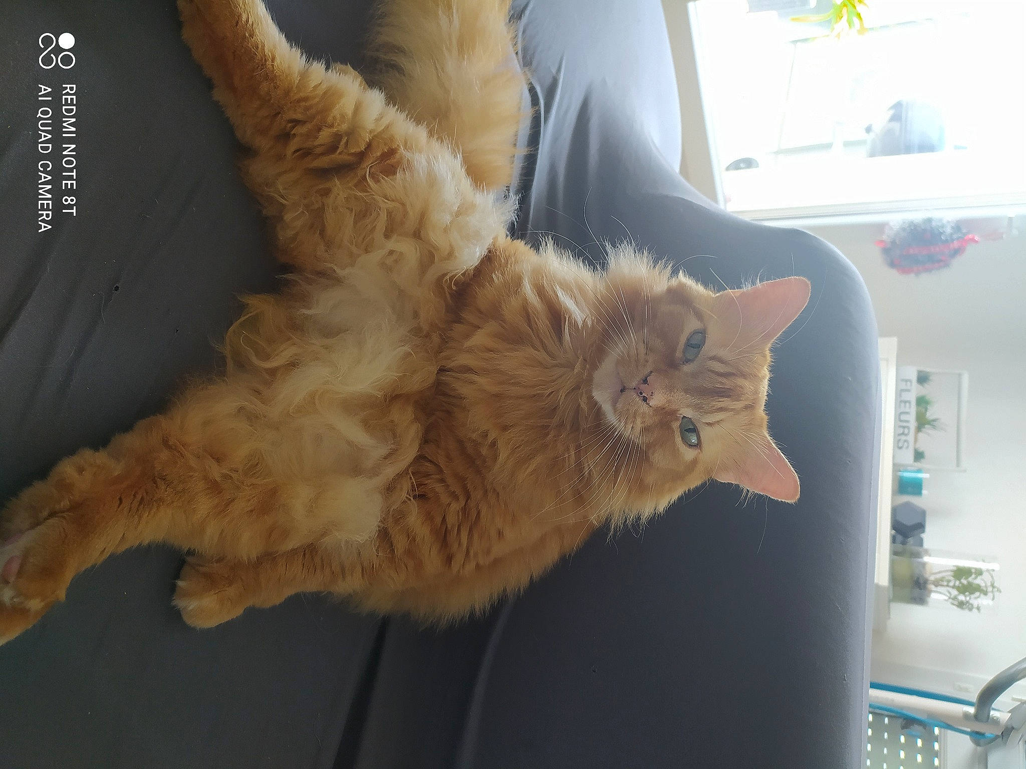 Chewbacca participe au concours pour gagner de l'argent avec cette photo : canidae, carnivore, cat, claw, comfort, domestic_short_haired_cat, fawn, felidae, fur, gesture, paw, small_to_medium_sized_cats, tail, whiskers, window