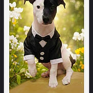 Junior is registered to the contest to win money with this photo: dog, puppy, black_and_white, tuxedo, bow_tie, pet, animal, cute, outdoor, nature, flowers, greenery, sitting, portrait, formal, adorable, small_dog, garden, sunlight, background_blur