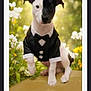 dog, puppy, black_and_white, tuxedo, bow_tie, pet, animal, cute, outdoor, nature, flowers, greenery, sitting, portrait, formal, adorable, small_dog, garden, sunlight, background_blur