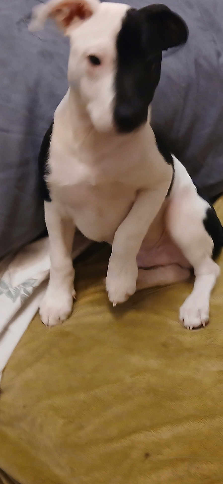 Junior joined the competition — help win amazing prizes! dog, black_and_white, sitting, paw, indoor, furniture, blanket, fur, pet, animal, canine, domestic_animal, side_view, raised_paw, blurred, companion, young_dog, background, resting, cute