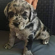 Sushie a rejoint le concours — aidez-le/la à gagner de superbes lots ! puppy, dog, animal, pet, cute, sitting, cushion, hand, fur, spotted, indoor, adorable, young, mammal, face, paw, domestic_animal, looking, small, companion