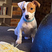 Baloo participe au concours pour gagner de l'argent avec cette photo : puppy, dog, pet, collar, indoor, brick_wall, sitting, blanket, shelf, cds, curious, young_dog, fur, ears, floor, cozy, domestic, animal, cute, portrait