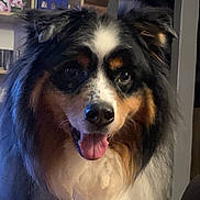 Texas a rejoint le concours — aidez-le/la à gagner de superbes lots ! dog, australian_shepherd, fur, tongue, indoor, pet, animal, happy, face, ears, sitting, long_hair, close_up, brown, black, white, shelf, books, background, cozy