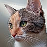cat, calico, close_up, portrait, green_eyes, whiskers, fur, pet, animal, indoor, cute, feline, profile, calm, domestic_animal, mammal, soft_light, focused, background, ears