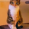 animal, cat, cozy, cute, domestic, ears, eyes, face, feline, fur, indoor, looking, paws, perch, pet, resting, sitting, tabby, whiskers