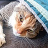 cat, close_up, blanket, resting, whiskers, green_eyes, sleepy, fur, cozy, indoor, pet, cute, animal, soft_texture, relaxed, face, paw, nap, comfort, domestic