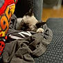 Jinx joined the competition — help win amazing prizes! cat, sleeping, blanket, clothes, couch, fur, cozy, indoor, pet, animal, texture, soft, relaxing, resting, comfort, home, feline, warm, closeup, blurred_background