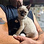 Jinx joined the competition — help win amazing prizes! man, mustache, tattoo, cat, kitten, siamese_cat, chain_collar, holding, arms, indoor, blurred_background, pet, animal, feline, closeup, portrait, casual_clothing, skin, looking, cute