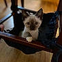 kitten, siamese_cat, black_fabric, wooden_chair, wooden_floor, paw, indoor, pet, animal, young_cat, curious, feline, small, domestic_cat, cute, sitting, looking, household, furniture, cozy