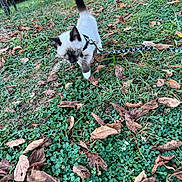Jinx joined the competition — help win amazing prizes! animal, blue_eyes, cat, curious, cute, exploring, fall, grass, greenery, kitten, leash, leaves, nature, outdoor, pet, playful, siamese, small, walking, young