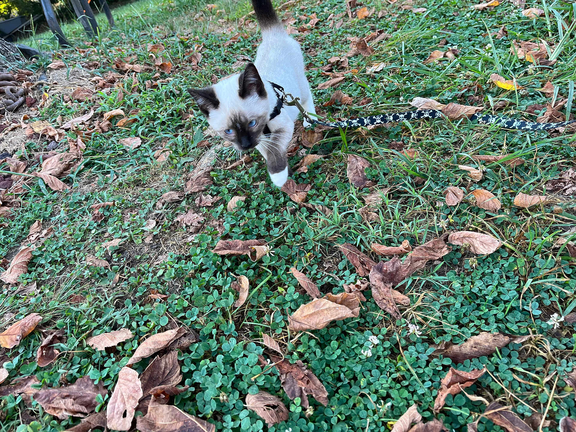 Jinx joined the competition — help win amazing prizes! animal, blue_eyes, cat, curious, cute, exploring, fall, grass, greenery, kitten, leash, leaves, nature, outdoor, pet, playful, siamese, small, walking, young